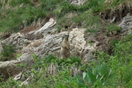 Meet the marmots