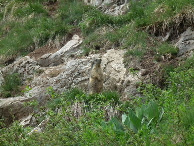 Discovering marmots